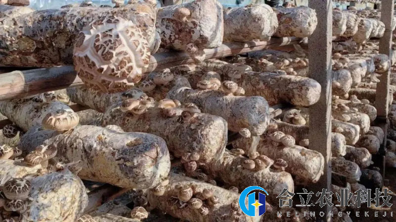 湖北隨縣：小香菇成為鄉(xiāng)村振興支柱產(chǎn)業(yè)