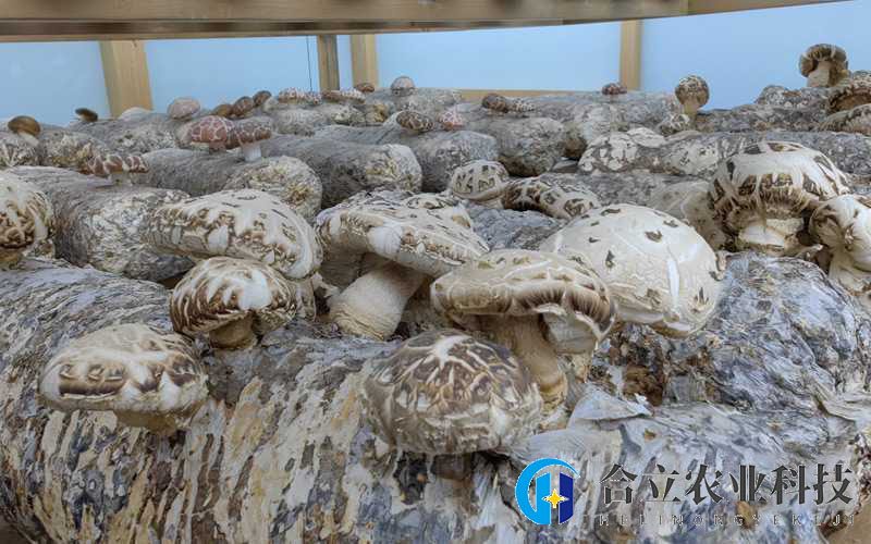 湖北隨州：預計到2025年，香菇產(chǎn)業(yè)年產(chǎn)值突破500億元