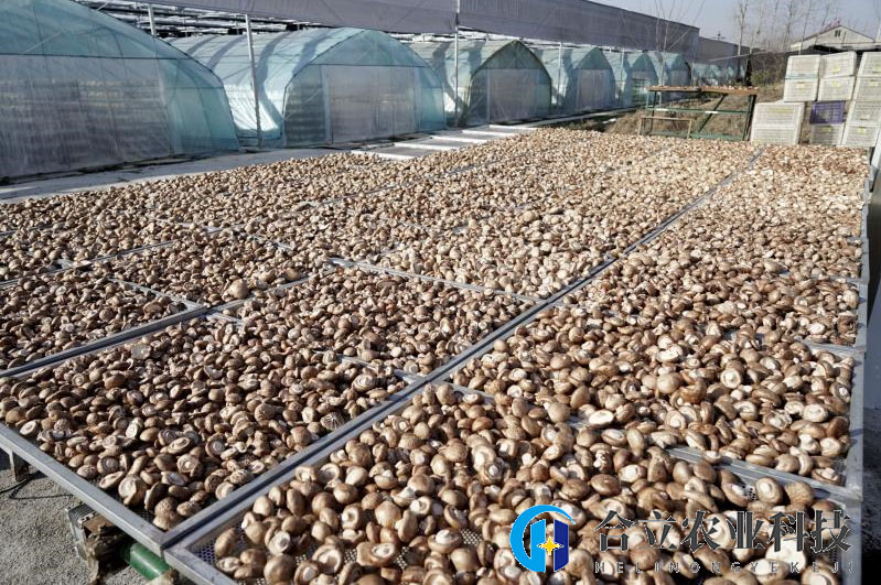 湖北省隨縣洪山鎮(zhèn)寺山居委會：智能化種植為香菇產(chǎn)業(yè)撐起“致富傘”