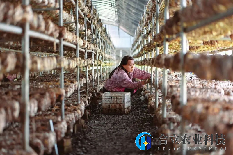 山西交口縣：食用菌種植規(guī)模超3000多萬棒