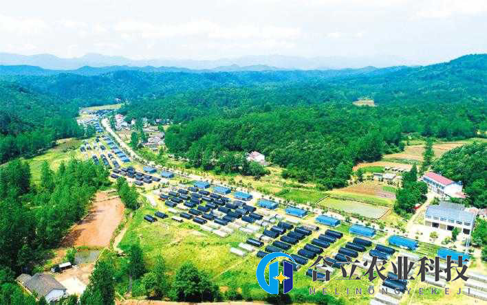 湖北隨州：種數(shù)字菇，出品率是行業(yè)平均水平3.5倍