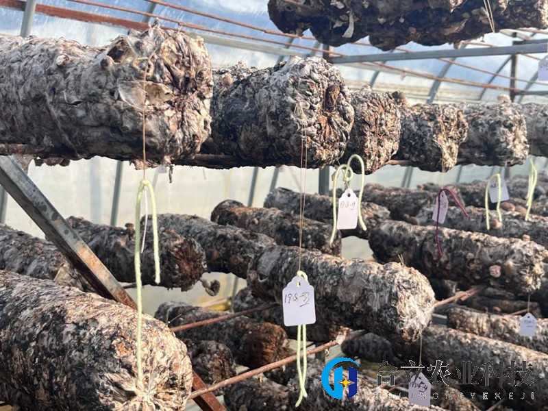 陜西扶風縣：小蘑菇撐起大產業(yè)