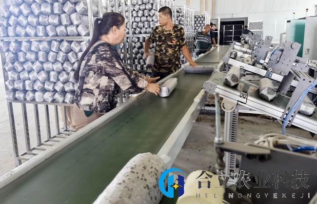 新疆大型香菇菌棒生產線投產，日產菌棒3萬多包