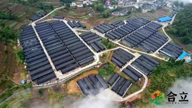 貴州省道真縣2022年食用菌總產(chǎn)值9億多元