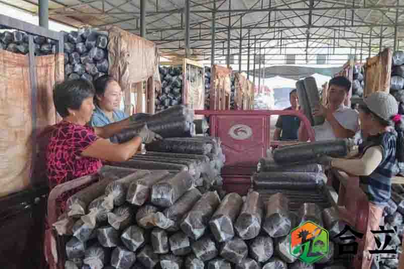 湖北竹山縣潘口鄉(xiāng)已種植160萬棒食用菌