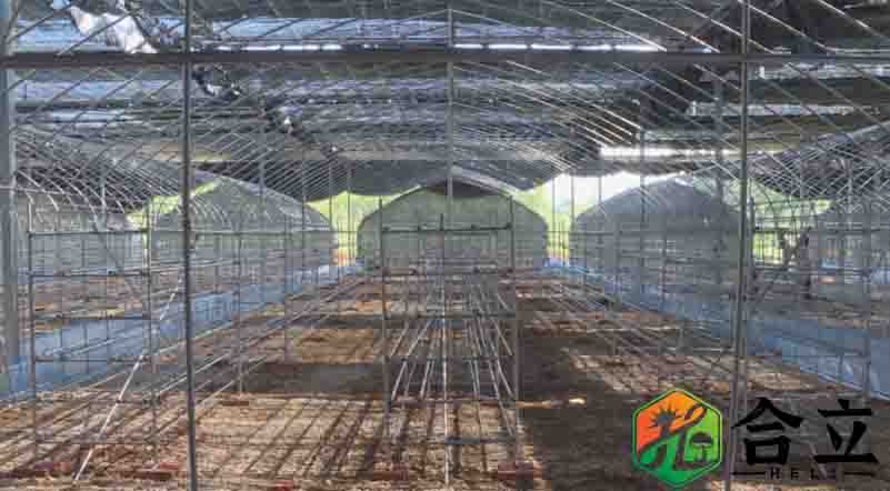 湖北十堰白浪鎮(zhèn)香菇種植50萬棒