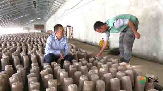 新疆澤普：“村級(jí)集體經(jīng)濟(jì)+”模式發(fā)展木耳產(chǎn)業(yè)