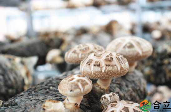 湖北?。菏秤镁a(chǎn)業(yè)帶動(dòng)經(jīng)濟(jì)增長(zhǎng)