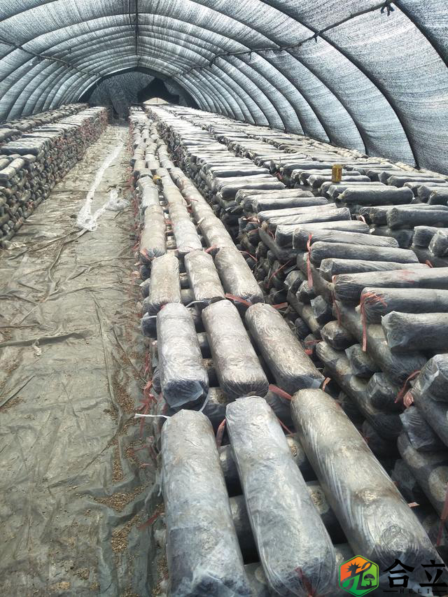 香菇養(yǎng)菌、翻堆有哪些技術(shù)要點？