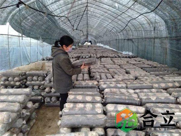 袋料香菇，大中小袋模式究竟哪個好？