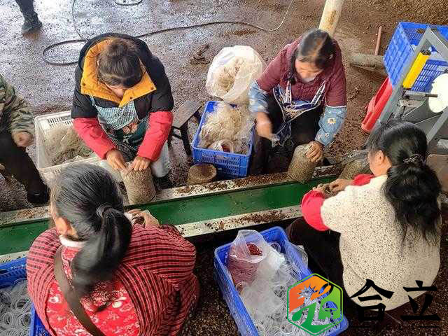 貴州赫章縣 結(jié)構(gòu)鄉(xiāng)今年計劃產(chǎn)食用菌800余萬棒，創(chuàng)收破億元